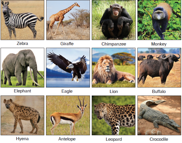 WILD ANIMALS