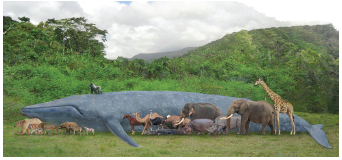 animals