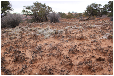 soil