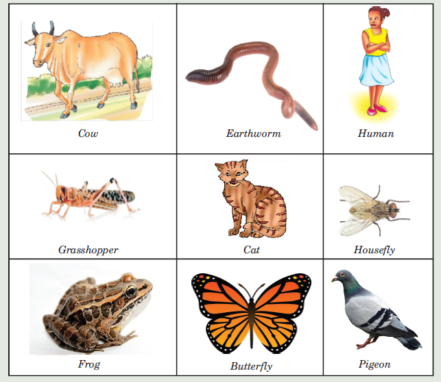 animals