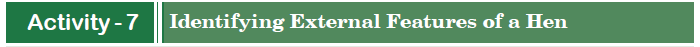 Identifying External Features of a Hen