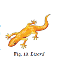 lizard