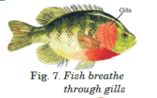 fish