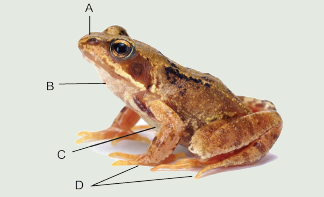 frog