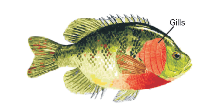 Internal Features of Tilapia