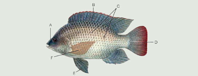 fish