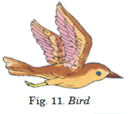 birds