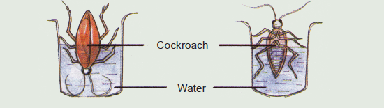 Locating the Spiracles in Insects