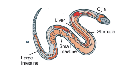 main internal body