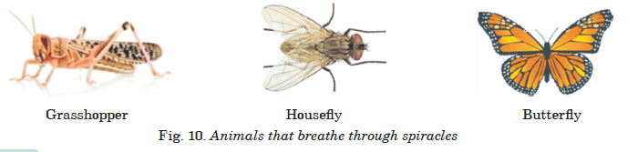 Animals that breathe through spiracles