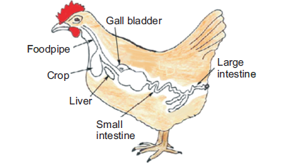 alimentary canal