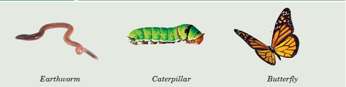 Invertebrates