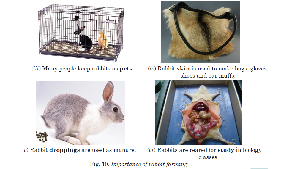 Importance of rabbit farming