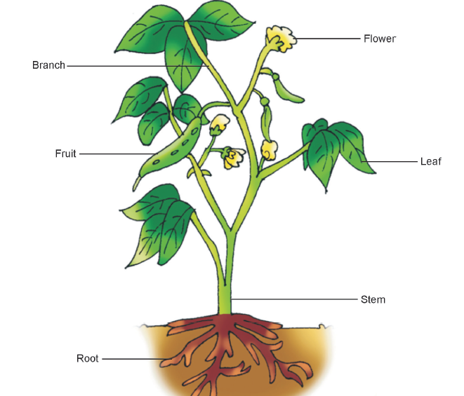 fruits