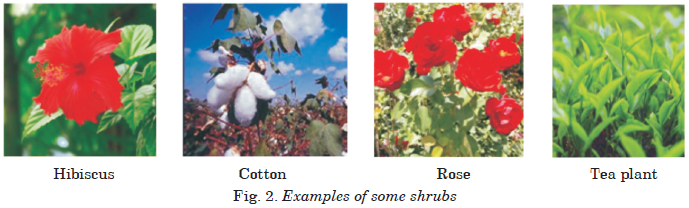 shrubs