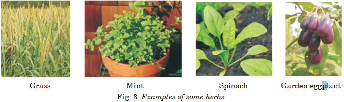 herbs