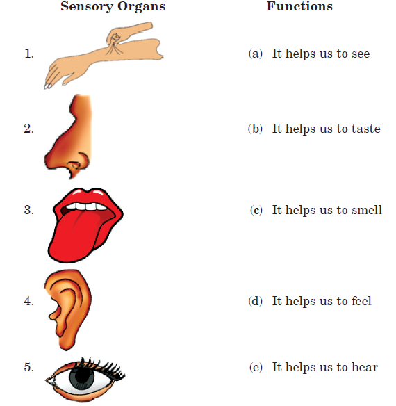 II. Match the organs with their functions