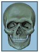 Protects the brain