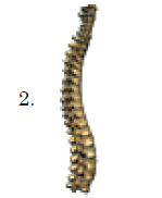 Supports the head, neck and body for upright posture