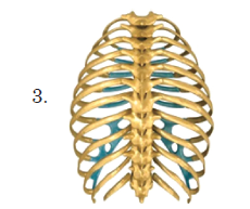 Supports the abdomen