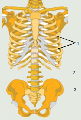RIBS, SPINE, PELVIS