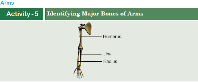 Arms