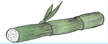 cane