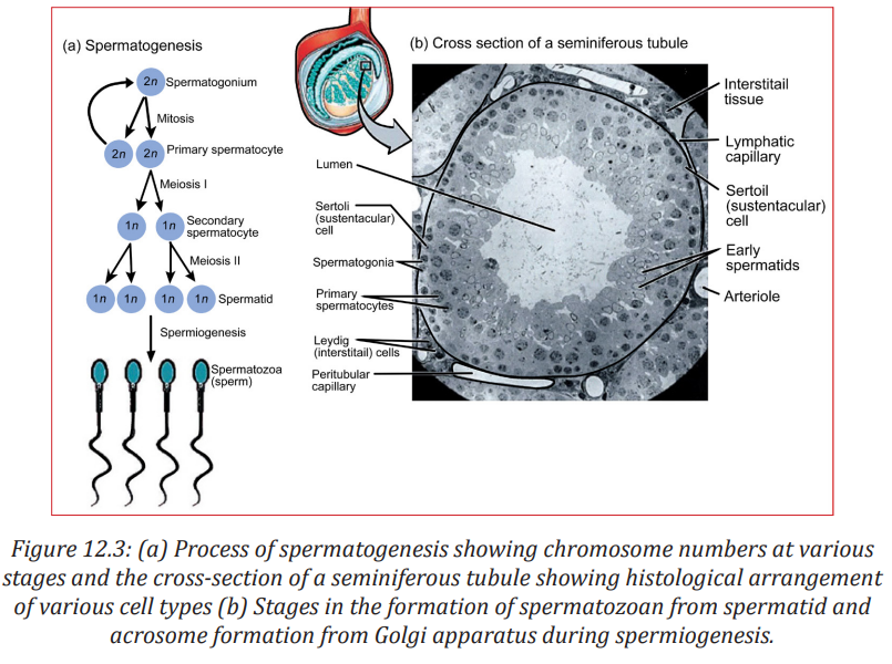 hhh