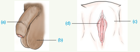 B